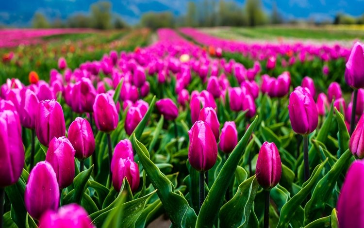 цветы, природа, поле, тюльпаны, flowers, nature, field, tulips