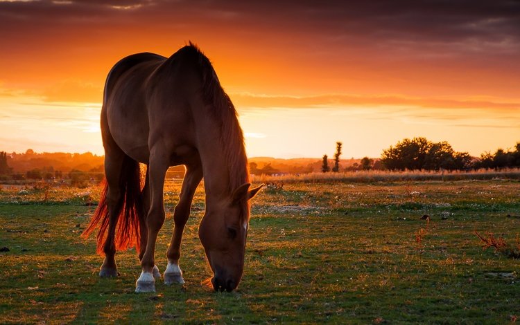 лошадь, закат, поле, пастбище, конь, horse, sunset, field, pasture