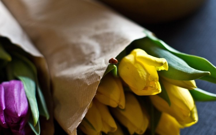 цветы, бутоны, лепестки, божья коровка, тюльпаны, желтые, фиолетовые, букеты, flowers, buds, petals, ladybug, tulips, yellow, purple, bouquets