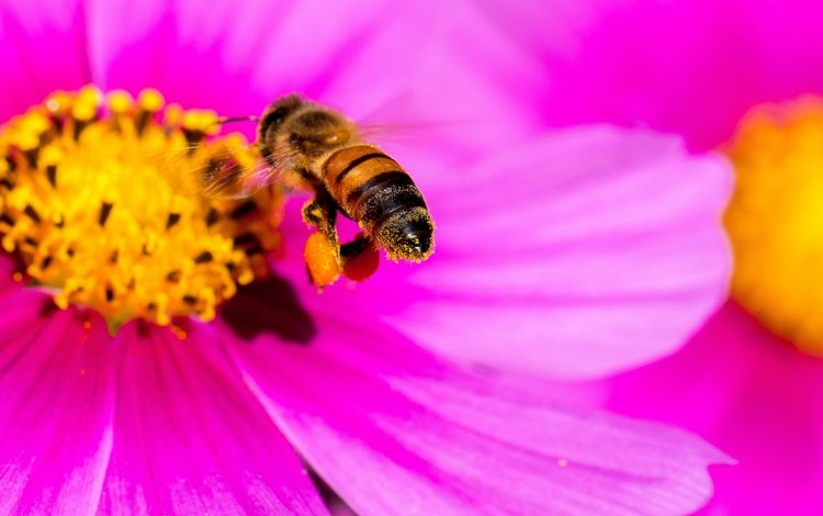 макро, насекомое, цветок, лепестки, пчела, яркий, космея, pink yellow bee, danny perez photography, macro, insect, flower, petals, bee, bright, kosmeya