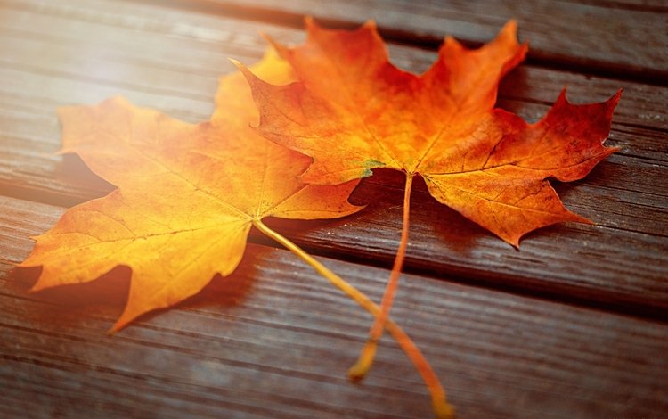свет, листья, макро, осень, доски, два, клёна, light, leaves, macro, autumn, board, two, maple