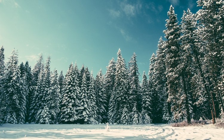 деревья, снег, природа, лес, зима, елки, trees, snow, nature, forest, winter, tree