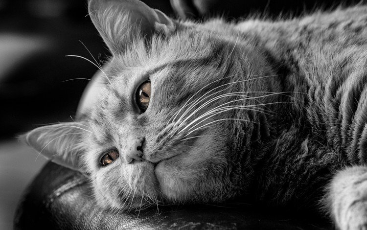 глаза, кот, мордочка, усы, кошка, чёрно-белое, задумчивость, eyes, cat, muzzle, mustache, black and white, reverie