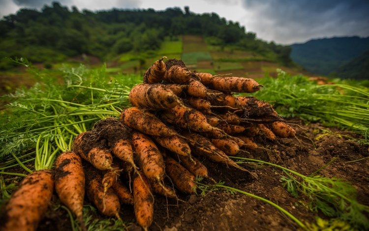 земля, макро, овощи, морковь, оранжевая, ботва, earth, macro, vegetables, carrots, orange, tops