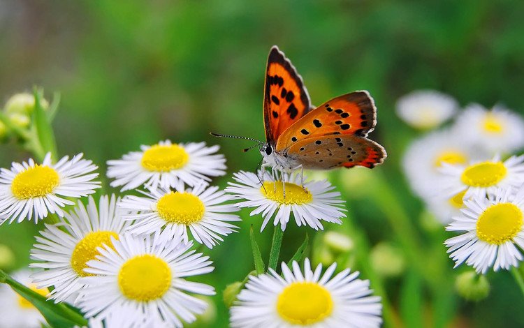 цветы, макро, бабочка, крылья, насекомые, маргаритки, flowers, macro, butterfly, wings, insects, daisy