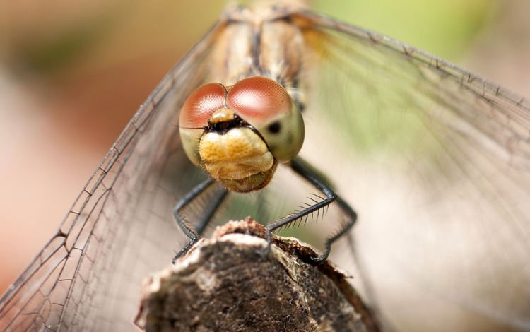 глаза, макро, насекомое, крылья, стрекоза, aliks s., eyes, macro, insect, wings, dragonfly