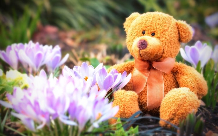 цветы, мишка, игрушка, весна, тедди, плюшевый, бант, крокусы, flowers, bear, toy, spring, teddy, plush, bow, crocuses