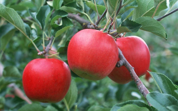 ветка, листья, фрукты, яблоки, красные, плоды, яблоня, branch, leaves, fruit, apples, red, apple