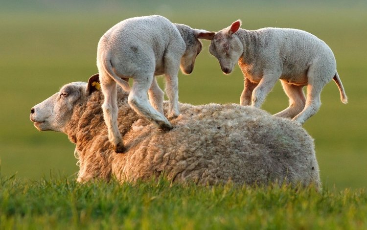 трава, игра, овцы, бараны, ягнята, grass, the game, sheep, lambs