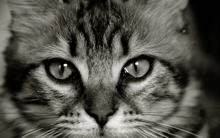 глаза, морда, кот, кошка, взгляд, чёрно-белое, eyes, face, cat, look, black and white