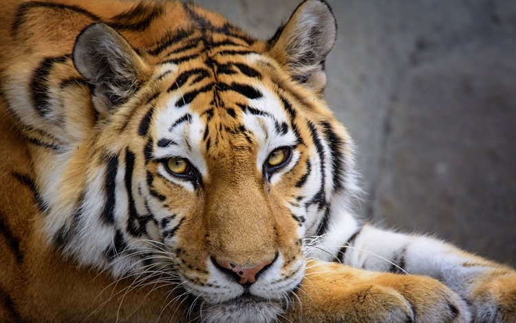 тигр, морда, кошка, взгляд, хищник, зверь, tiger, face, cat, look, predator, beast