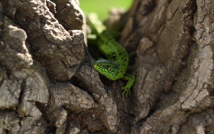 природа, дерево, ящерица, зеленая, рептилия, nature, tree, lizard, green, reptile