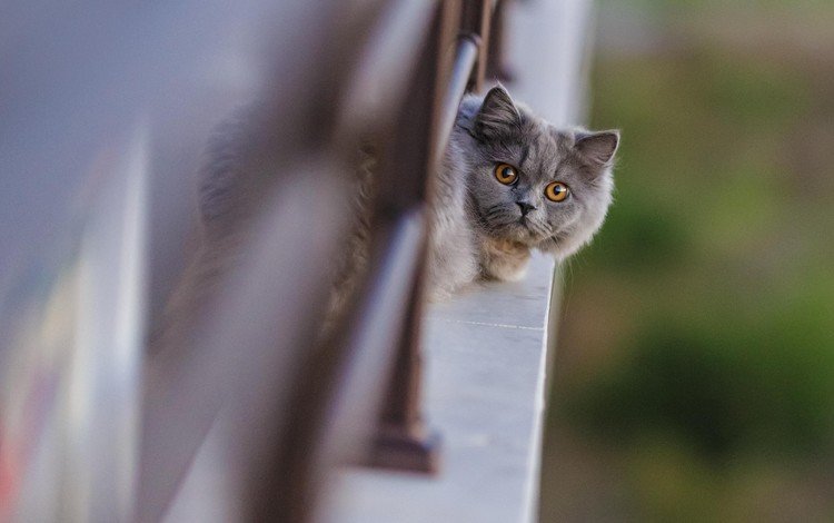 кот, кошка, взгляд, балкон, голова, британская, длинношерстная, cat, look, balcony, head, british, longhair