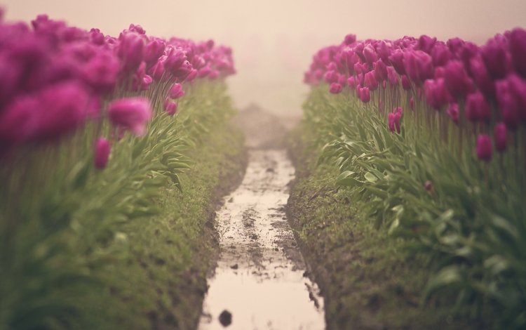 цветы, грязь, утро, весна, тюльпаны, цветком, почва, heather west, flowers, dirt, morning, spring, tulips, flower, soil