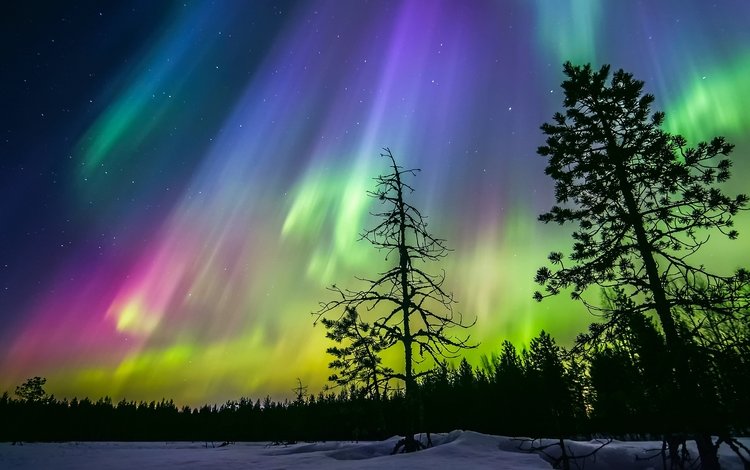 небо, силуэты, ночь, финляндия, деревья, снег, лес, зима, звезды, северное сияние, the sky, silhouettes, night, finland, trees, snow, forest, winter, stars, northern lights