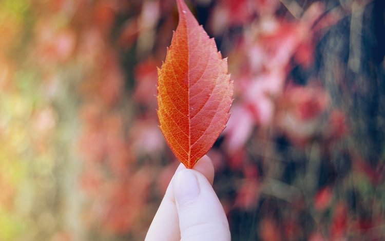 рука, листок, осень, красный, лист, пальцы, hand, leaf, autumn, red, sheet, fingers