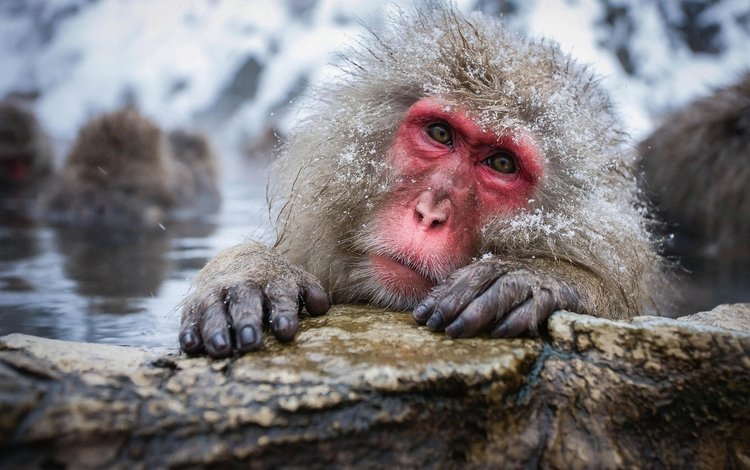 вода, снег, природа, камень, обезьяна, обезьяны, японский макак, snow monkey, снежная обезьяна, water, snow, nature, stone, monkey, japanese macaques, a snow monkey