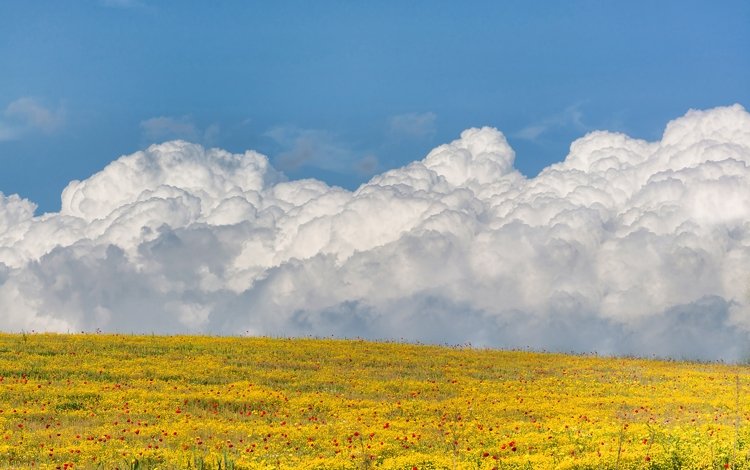 небо, цветы, облака, поле, the sky, flowers, clouds, field