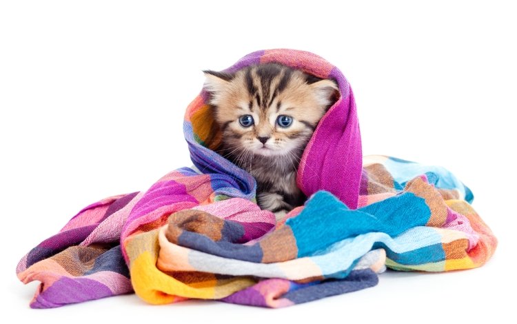 мордочка, кошка, взгляд, котенок, разноцветная, малыш, шаль, muzzle, cat, look, kitty, colorful, baby, shawl