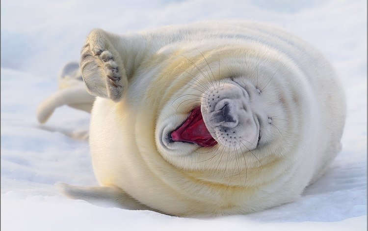 снег, белый, тюлень, довольный, морской котик, смешной, snow, white, seal, happy, navy seal, funny