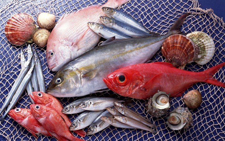 ракушки, сеть, рыба, морепродукты, разнообразие, свежая, shell, network, fish, seafood, diversity, fresh