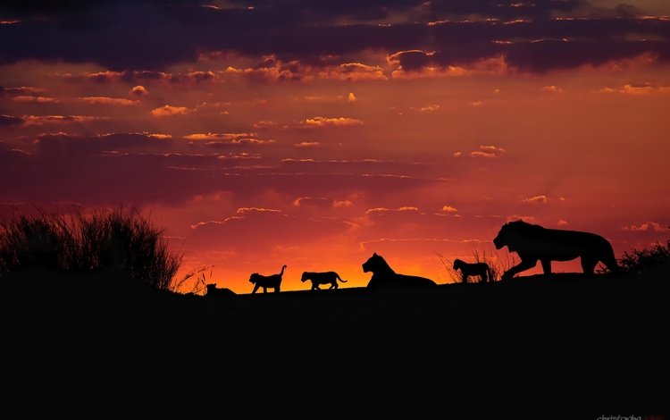небо, калахари, вечер, семейная стая львов, закат, африка, силуэты, львы, львята, прайд, the sky, kalahari, the evening, family pack of lions, sunset, africa, silhouettes, lions, the cubs, pride