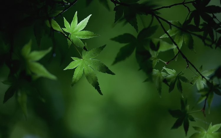 листья, макро, ветки, листва, лето, зеленые, клен, leaves, macro, branches, foliage, summer, green, maple