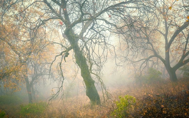 деревья, лес, туман, склон, осень, trees, forest, fog, slope, autumn