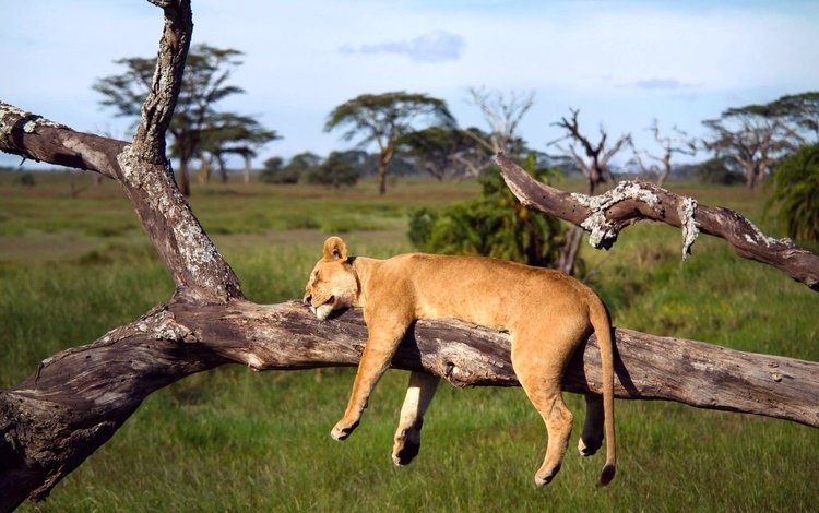 дерево, спит, африка, лев, львица, серенгети, танзания, tree, sleeping, africa, leo, lioness, serengeti, tanzania