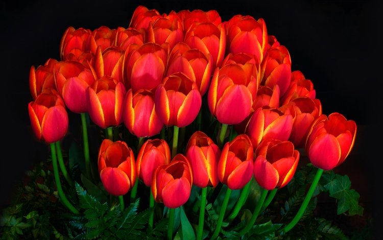 свет, фон, лепестки, сад, тюльпаны, light, background, petals, garden, tulips