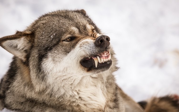 природа, хищник, зубы, оскал, волк, nature, predator, teeth, grin, wolf