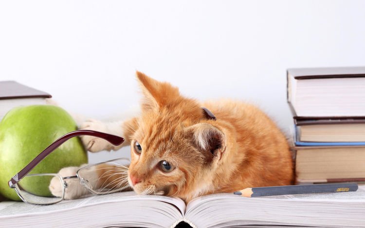 кот, кошка, очки, книги, лежит, яблоко, рыжий, карандаш, cat, glasses, books, lies, apple, red, pencil