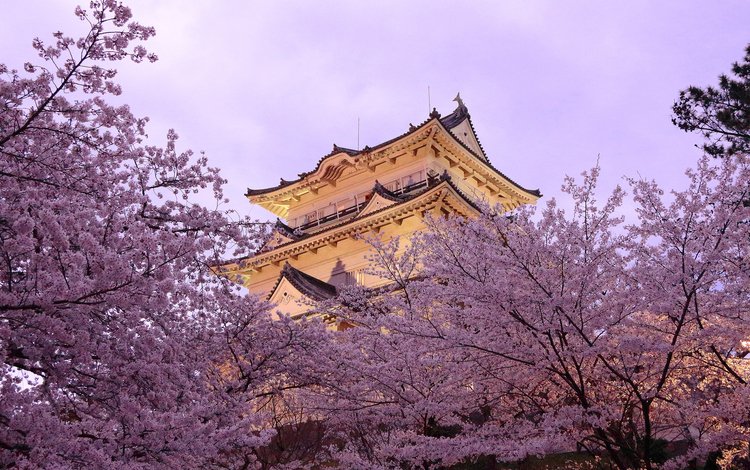 город, пагода, япония, весна, сакура, the city, pagoda, japan, spring, sakura