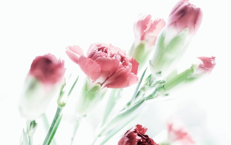 цветы, красные, белый фон, гвоздики, flowers, red, white background, clove