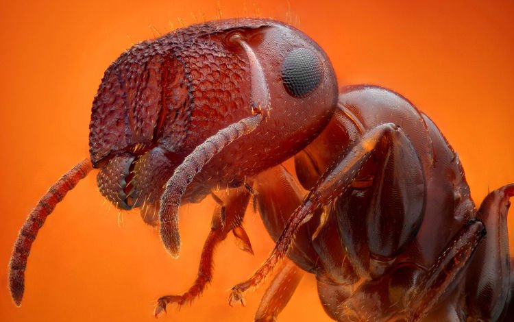 макро, насекомое, фон, муравей, муровей, macro, insect, background, ant, moores