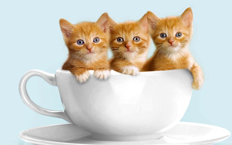 кошки, чашка, малыши, котята, белая, рыжие, милые, cats, cup, kids, kittens, white, red, cute