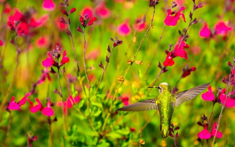 цветы, крылья, птица, клюв, растение, колибри, flowers, wings, bird, beak, plant, hummingbird