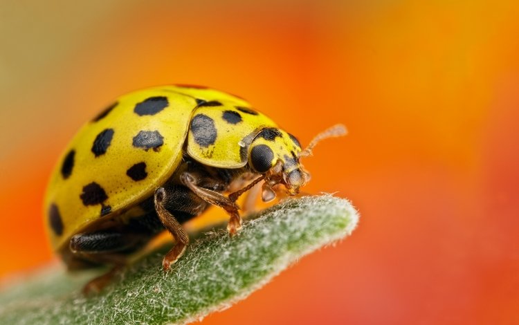 макро, насекомое, фон, божья коровка, жёлтая, macro, insect, background, ladybug, yellow