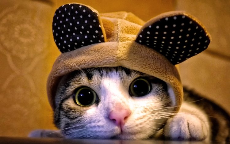 кот, кошка, взгляд, уши, капюшон, cat, look, ears, hood