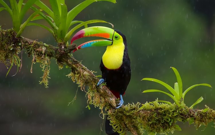 ветка, птица, тукан, клюв, дождь, джунгли, радужный, branch, bird, toucan, beak, rain, jungle, rainbow