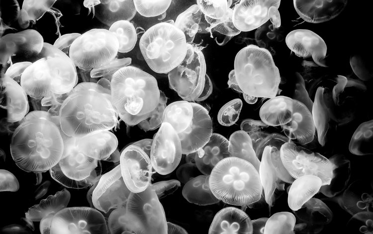 медузы, подводный мир, черно-белое фото, jellyfish, underwater world, black and white photo