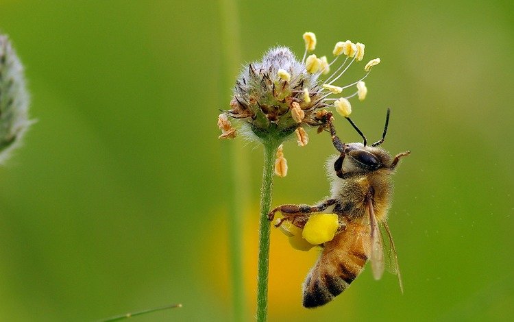 макро, насекомое, цветок, пчела, мед, нектар, ziva & amir, macro, insect, flower, bee, honey, nectar