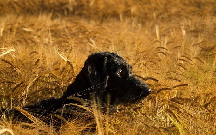 морда, поле, взгляд, собака, колосья, пшеница, черная, face, field, look, dog, ears, wheat, black