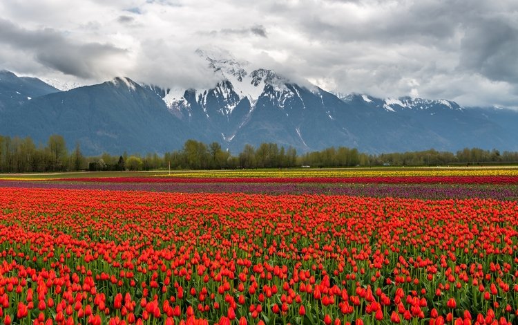 цветы, облака, горы, снег, природа, пейзаж, поле, тюльпаны, flowers, clouds, mountains, snow, nature, landscape, field, tulips
