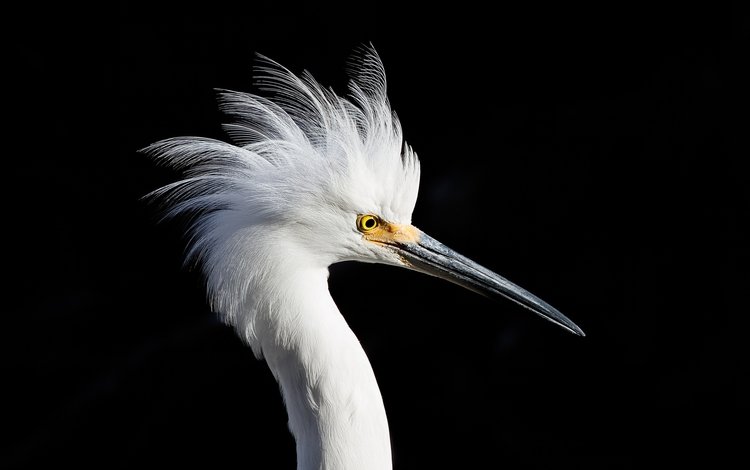птица, клюв, черный фон, белая, цапля, белая цапля, snowy egret, bird, beak, black background, white, heron, white egret