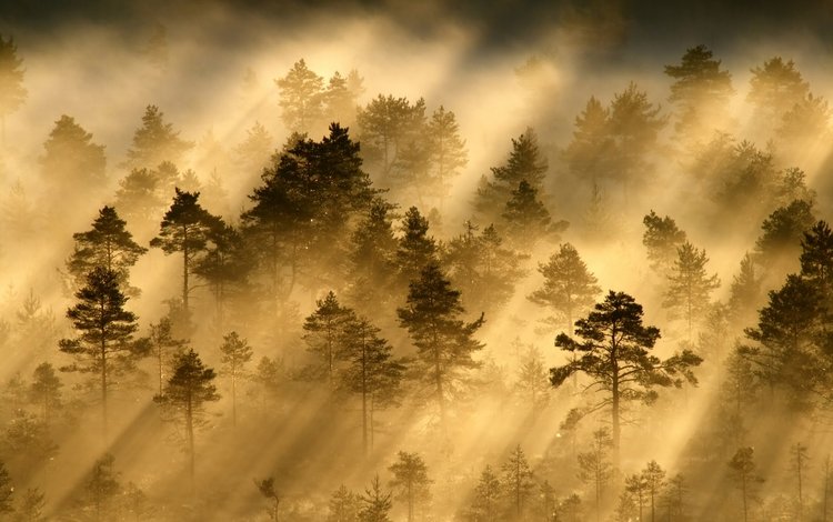 свет, деревья, лес, лучи, утро, дымка, light, trees, forest, rays, morning, haze