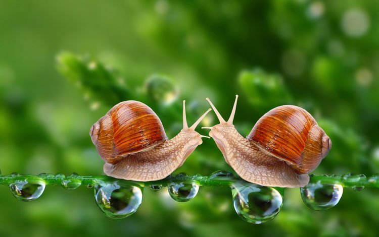 зелень, макро, капли, улитки, встреча, насекрмые, greens, macro, drops, snails, meeting, nasekomye