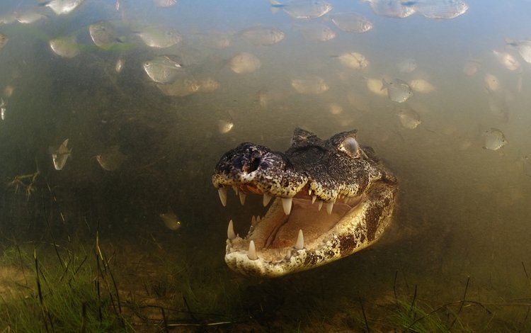 река, рыбы, зубы, бразилия, крокодил, аллигатор, caiman, пантанал, мату-гросу, mato grosso, river, fish, teeth, brazil, crocodile, alligator, the pantanal