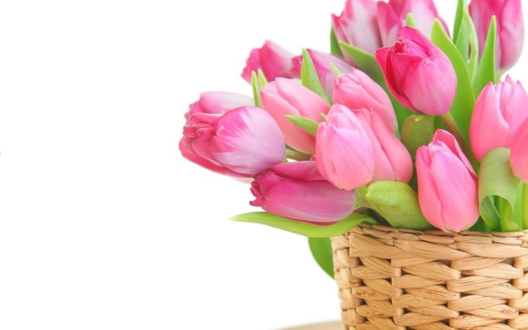 цветы, тюльпаны, розовые, белый фон, корзинка, flowers, tulips, pink, white background, basket