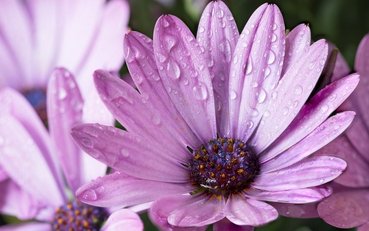 цветы, капли, лепестки, сиреневые, гербера, после дождя, flowers, drops, petals, lilac, gerbera, after the rain